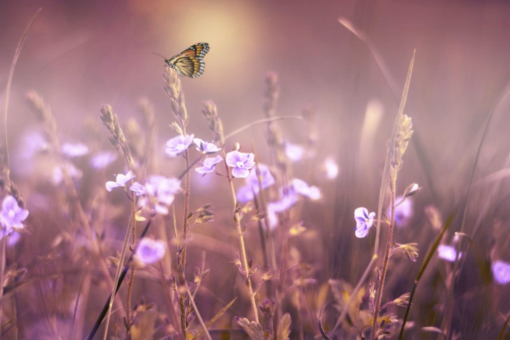 flowers flowers