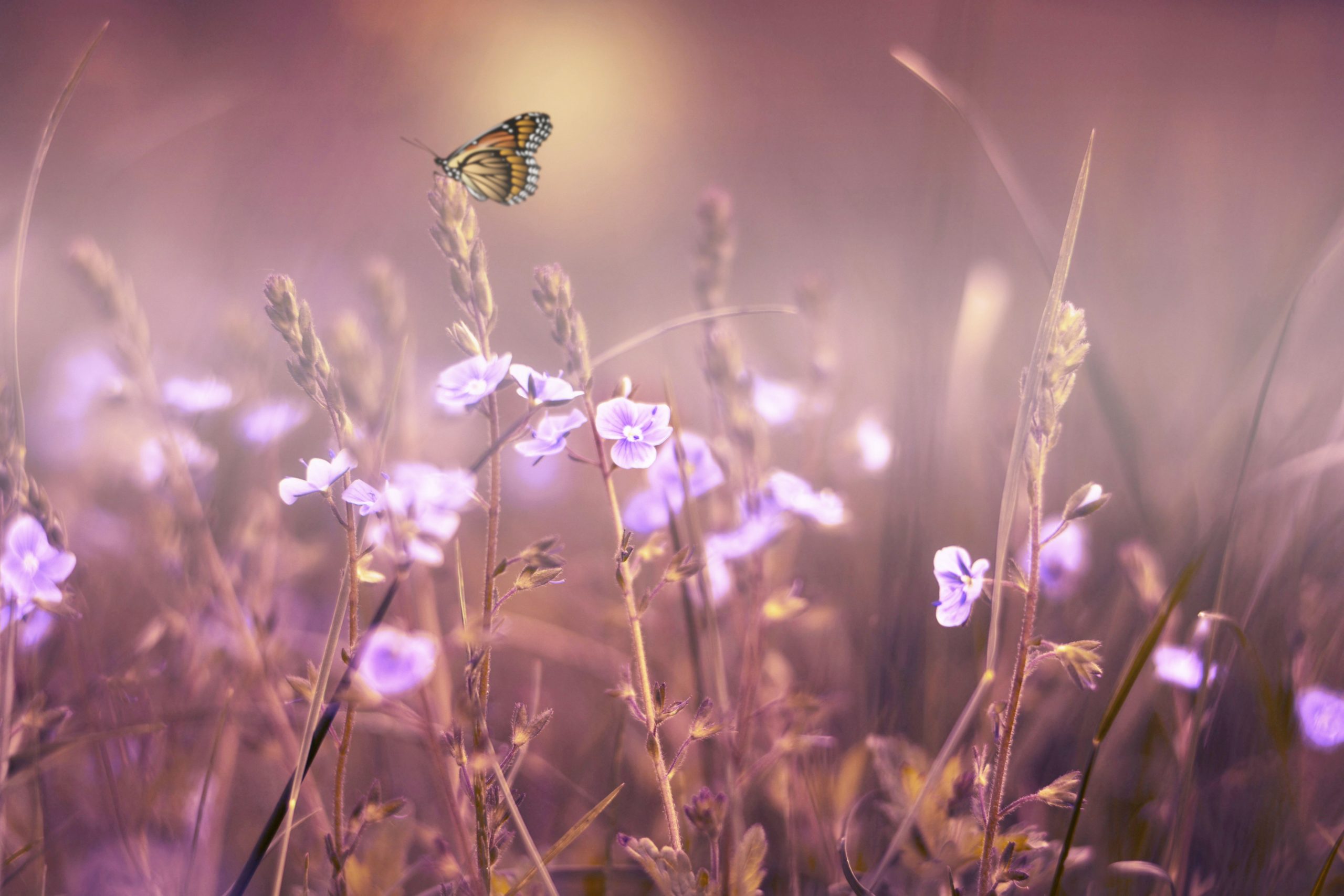 flowers flowers